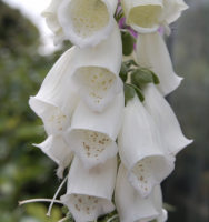 Digitalis mengsel