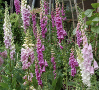 Digitalis mengsel