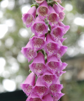 Digitalis mengsel