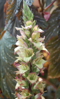 Digitalis mengsel