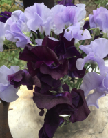 Lathyrus odoratus spencer Leamington