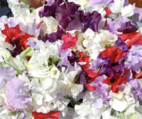 Lathyrus odoratus spencer Firebrand