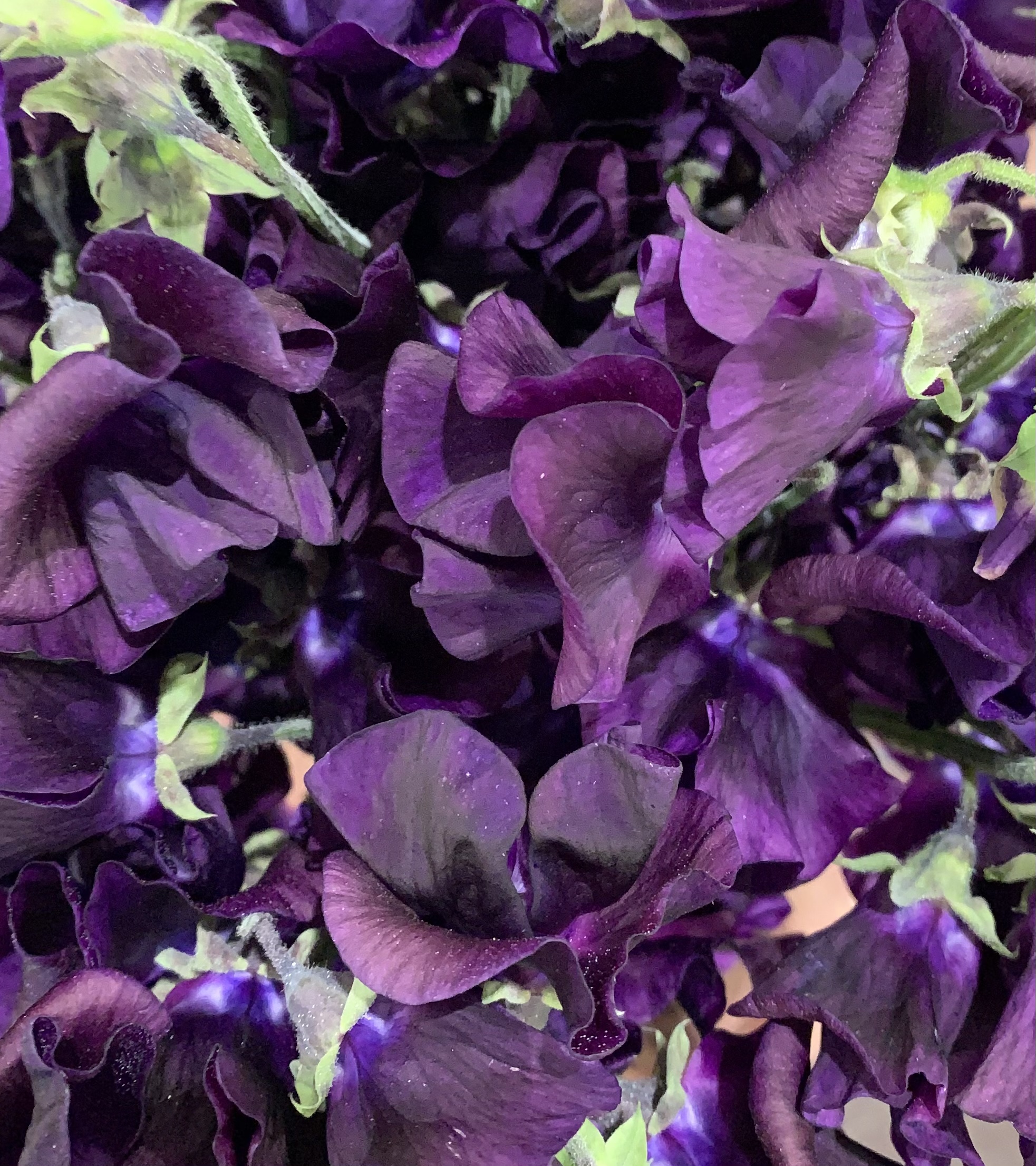 Lathyrus odoratus Blue Velvet