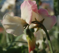 Lathyrus odoratus Princess Elisabeth