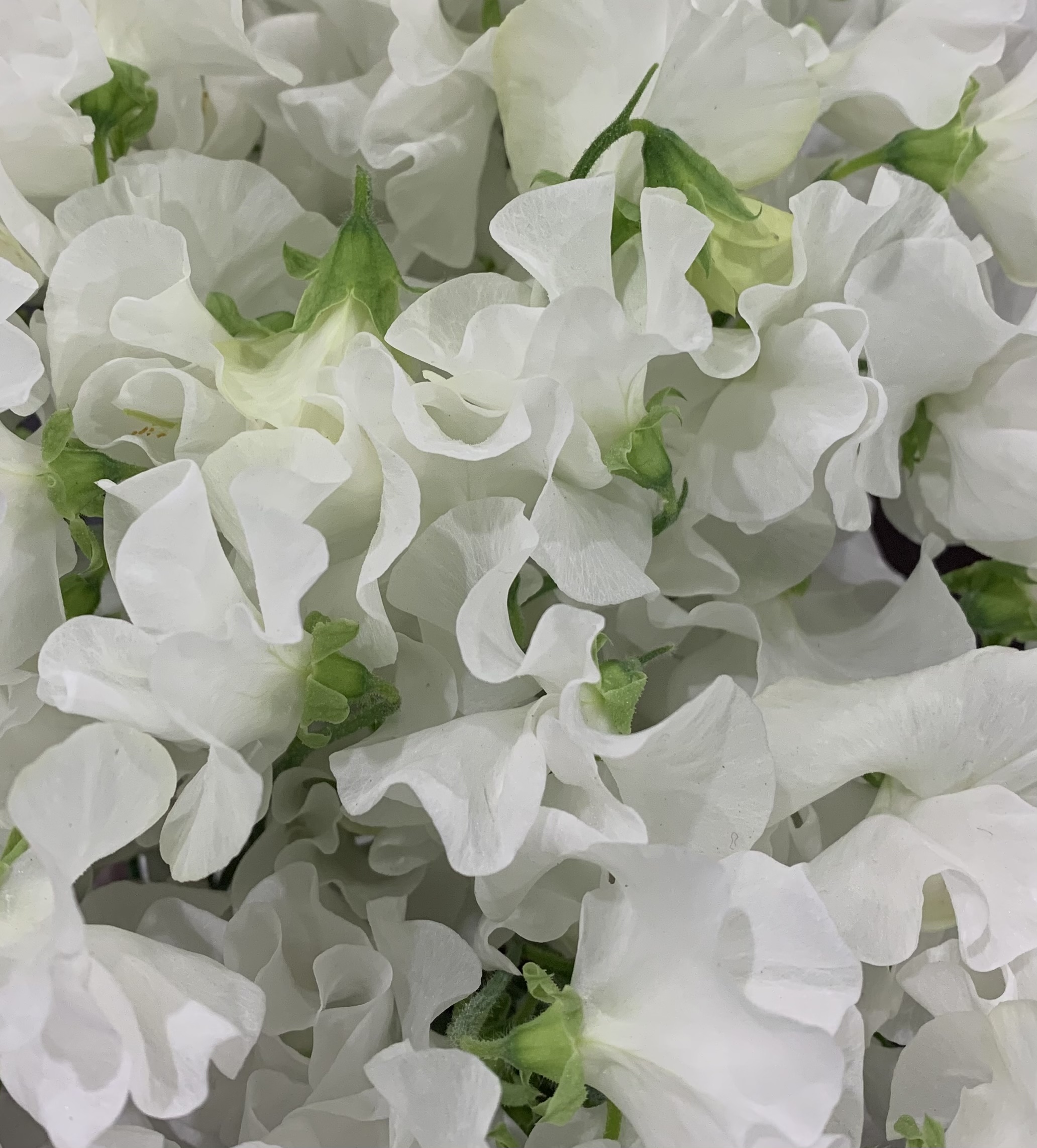 Lathyrus odoratus Swan Lake