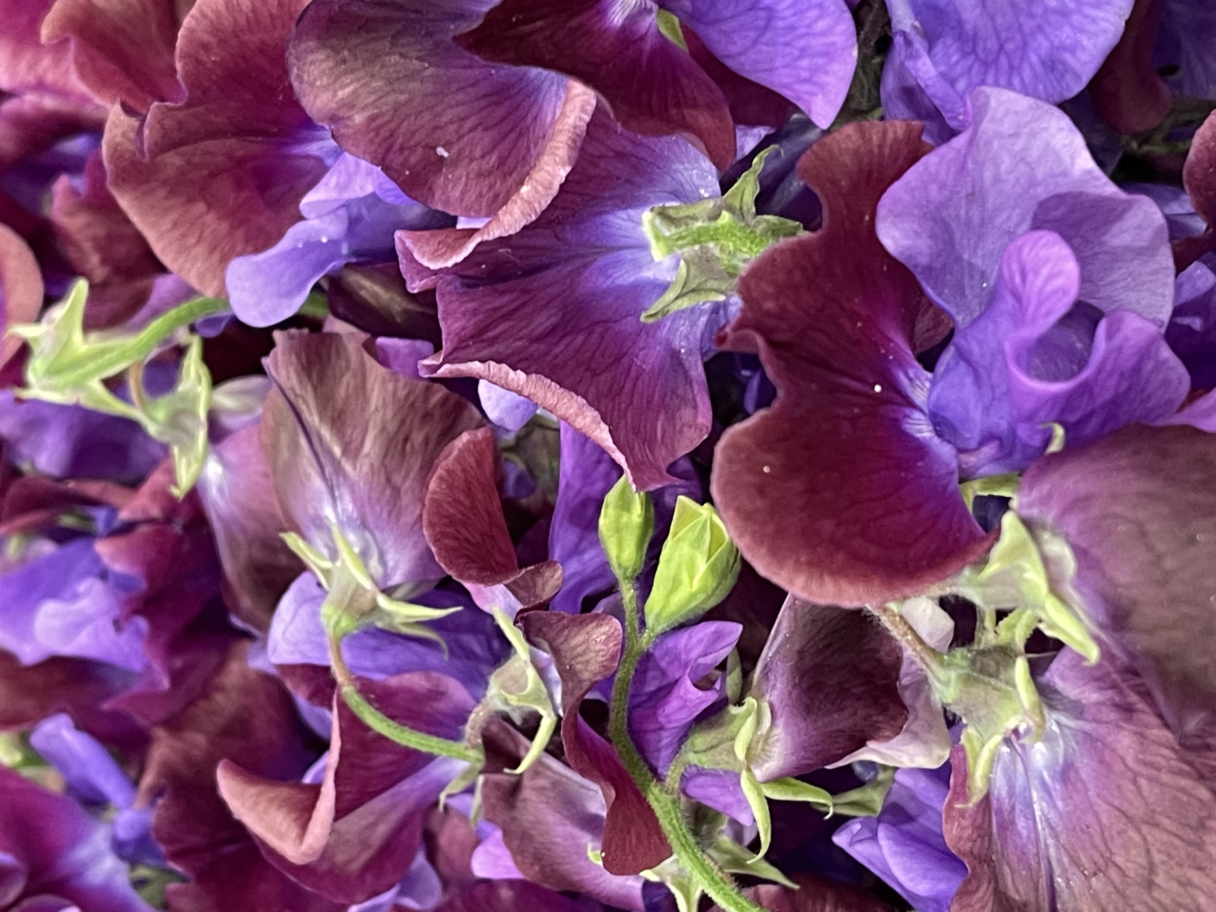 Lathyrus odoratus Beaujolais