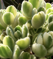 Cotyledon hybriden