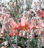 Cotyledon hybriden