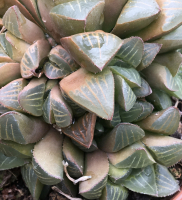 Haworthia hybriden