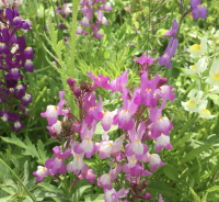Linaria maroccana Fairy Bouquet Mixed