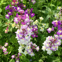Linaria maroccana Fairy Bouquet Mixed