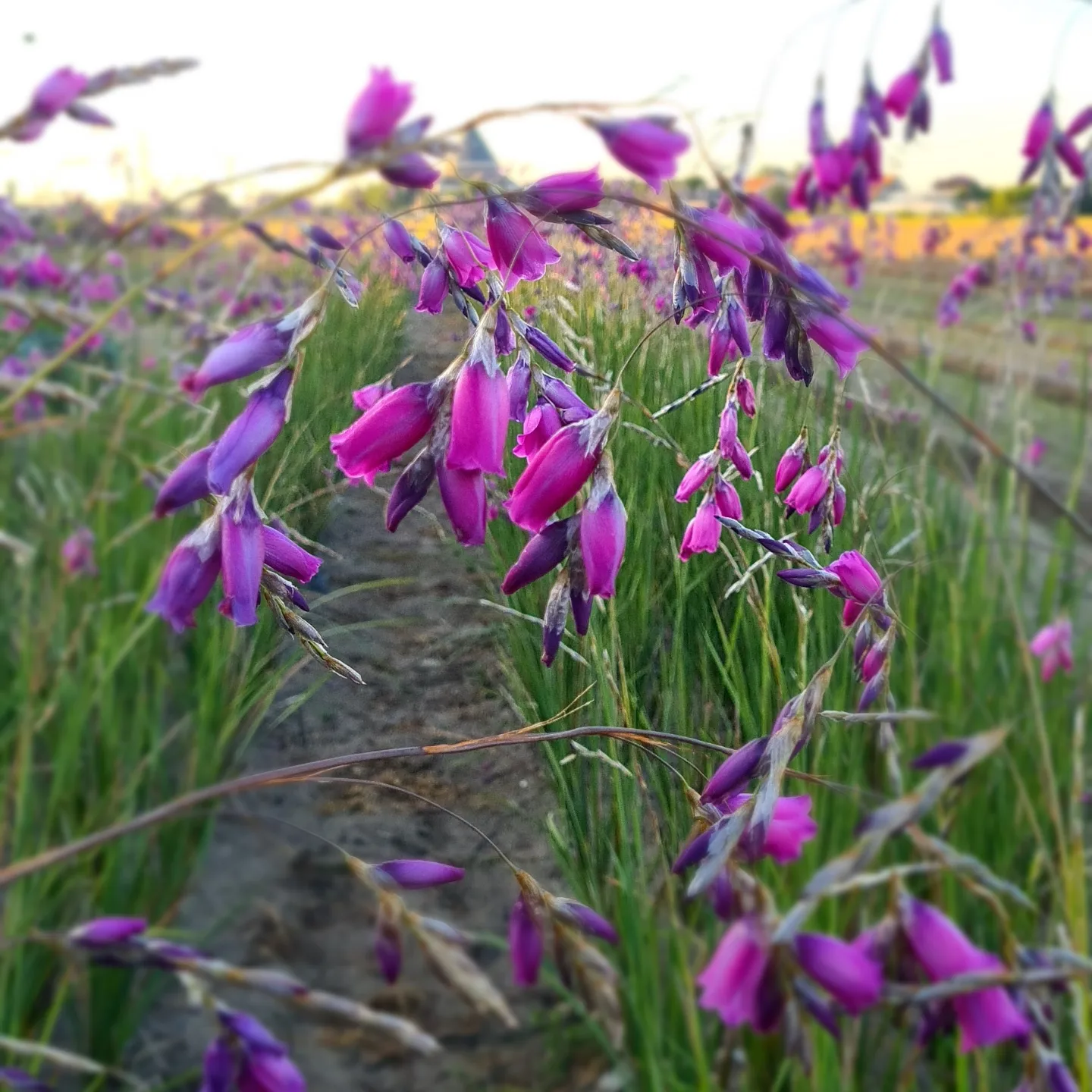 Dierama pulcherrimum 'Slieve Donard Hybriden'