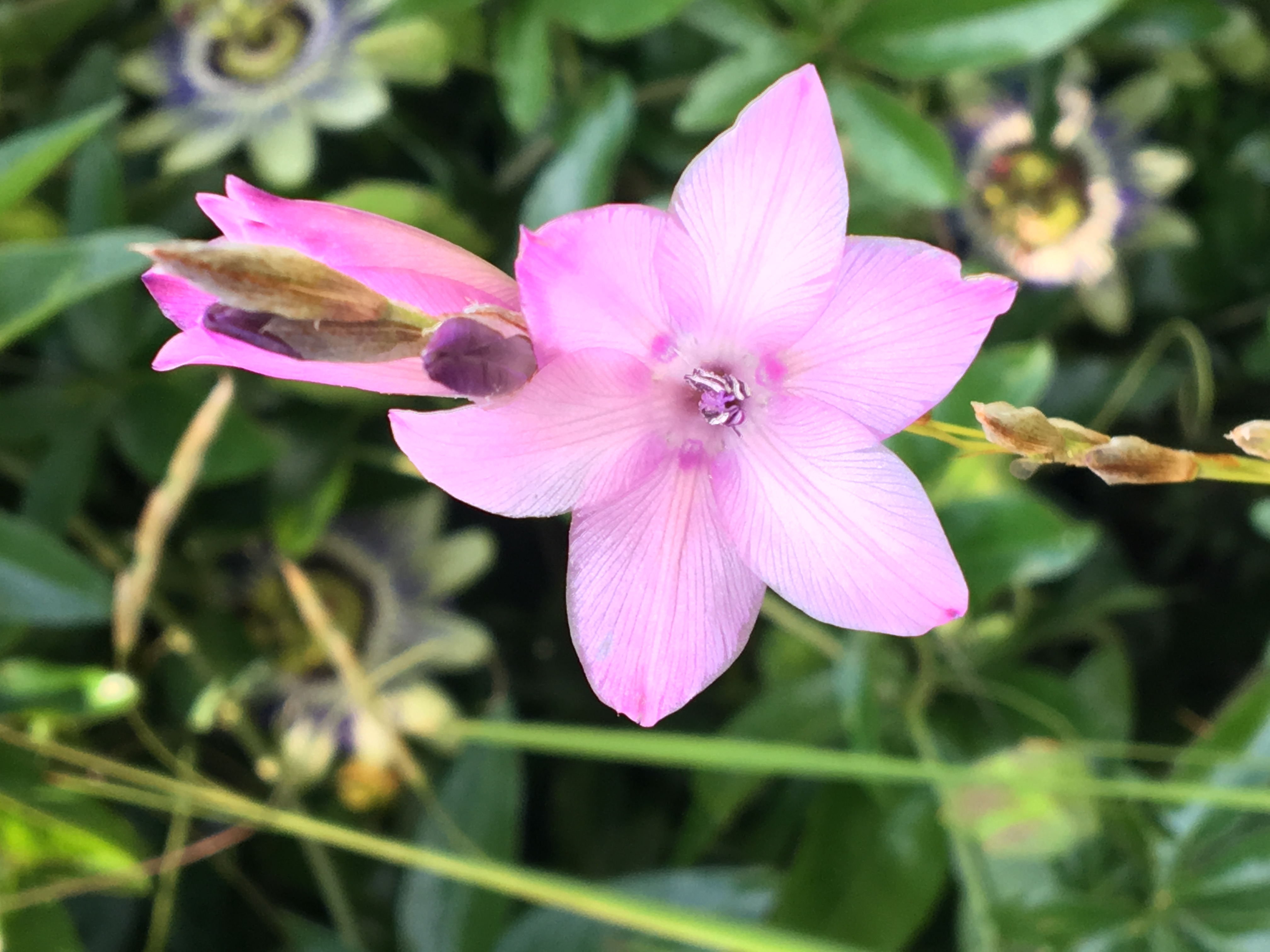 Dierama pulcherrimum 'Slieve Donard Hybriden'