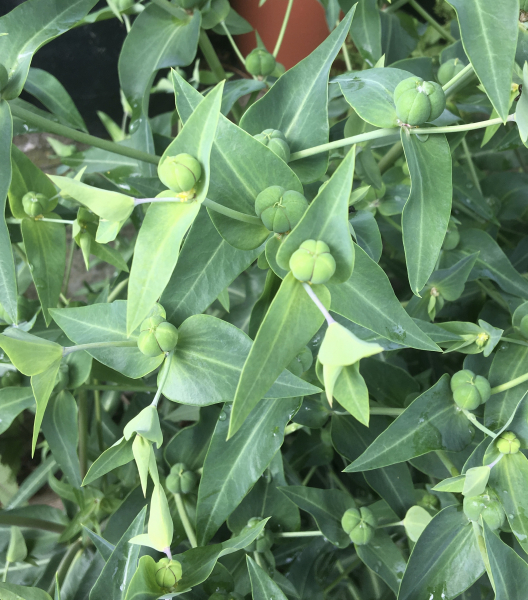 Euphorbia latthyris