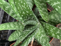 Gasteria hybriden