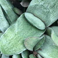 Gasteria hybriden