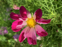 Cosmos bipinnatus Sea Shells Mixed