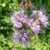 Phacelia tanacetifolia