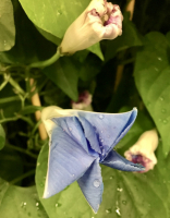 Ipomoea purpurea Mix