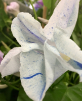 Ipomoea purpurea Mix