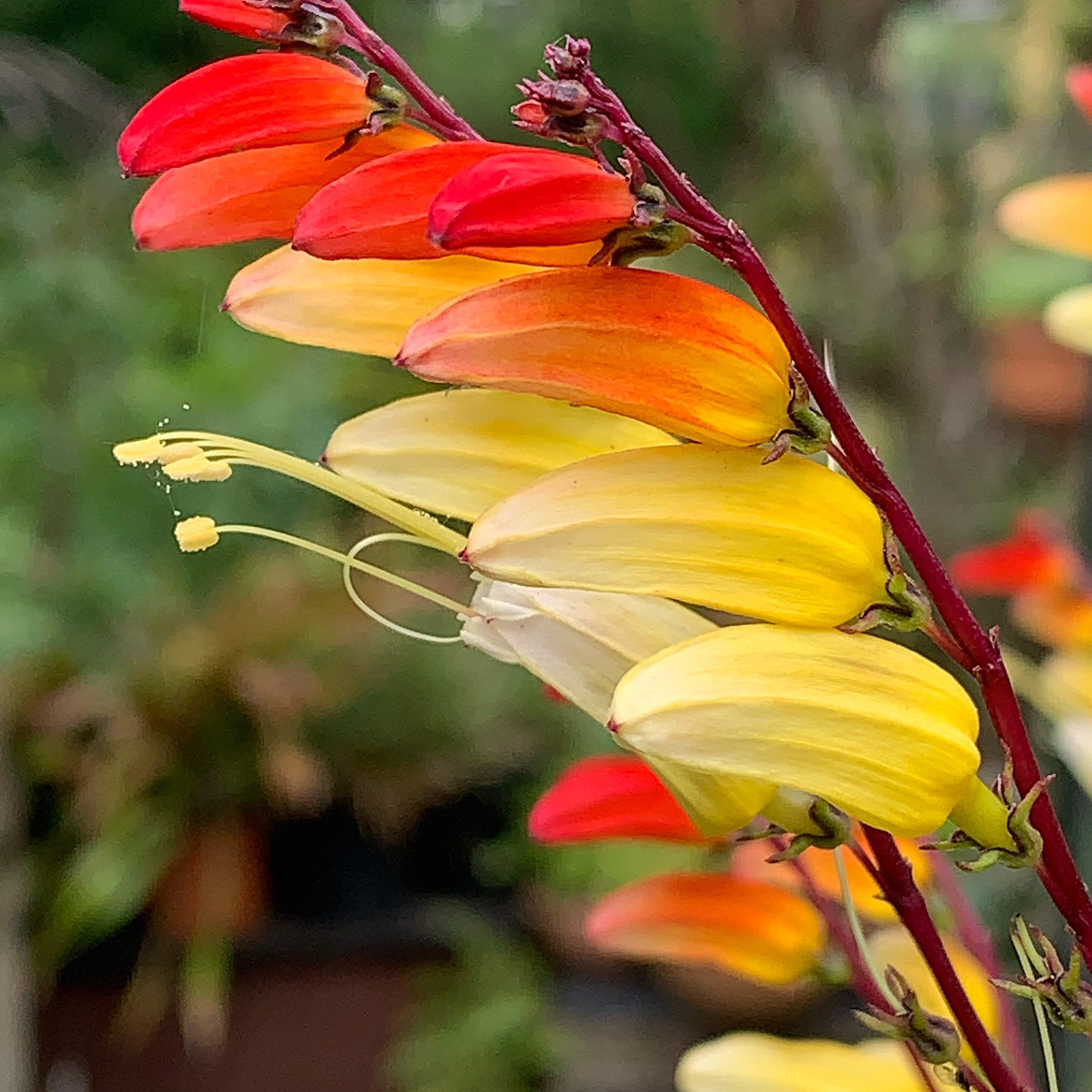 Mina lobata