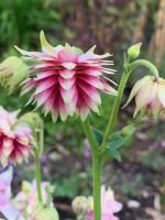 Aquilegia vulgaris Nora Barlow