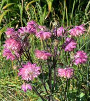 Aquilegia vulgaris Nora Barlow