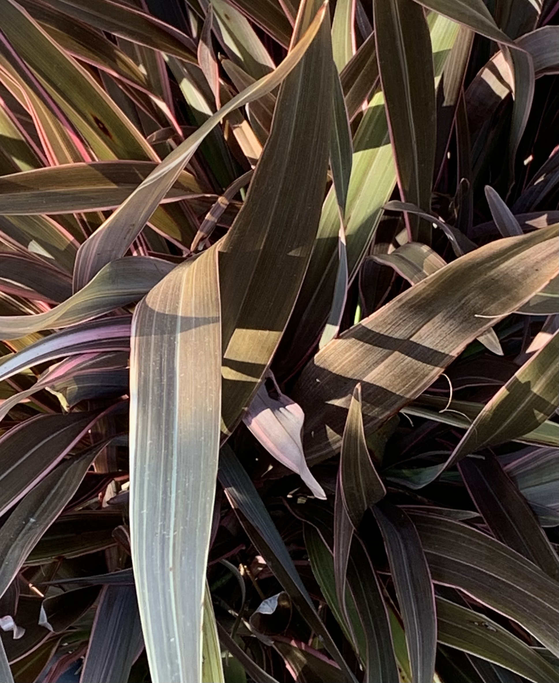 Phormium tenax New Hybrids