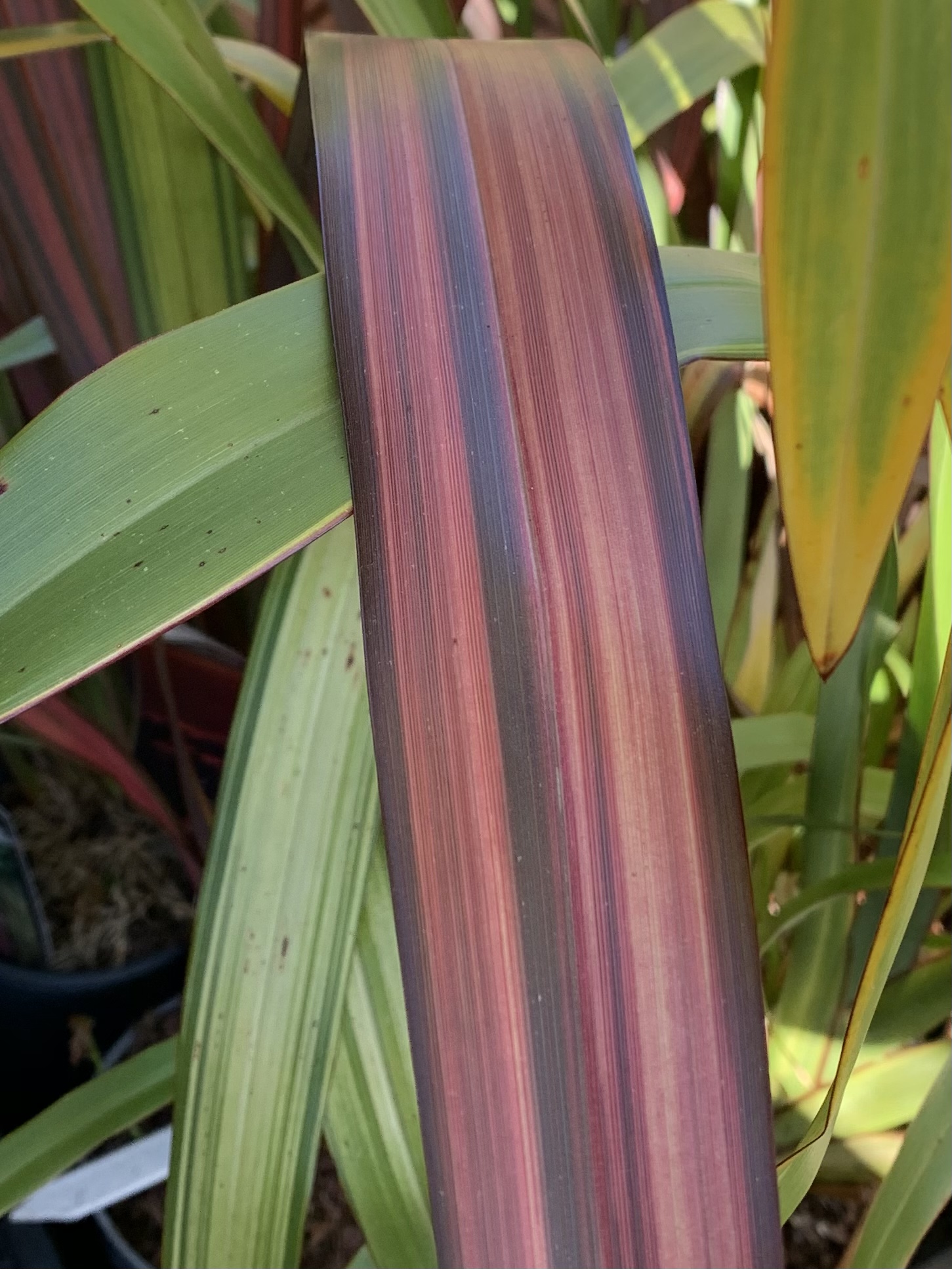 Phormium tenax New Hybrids