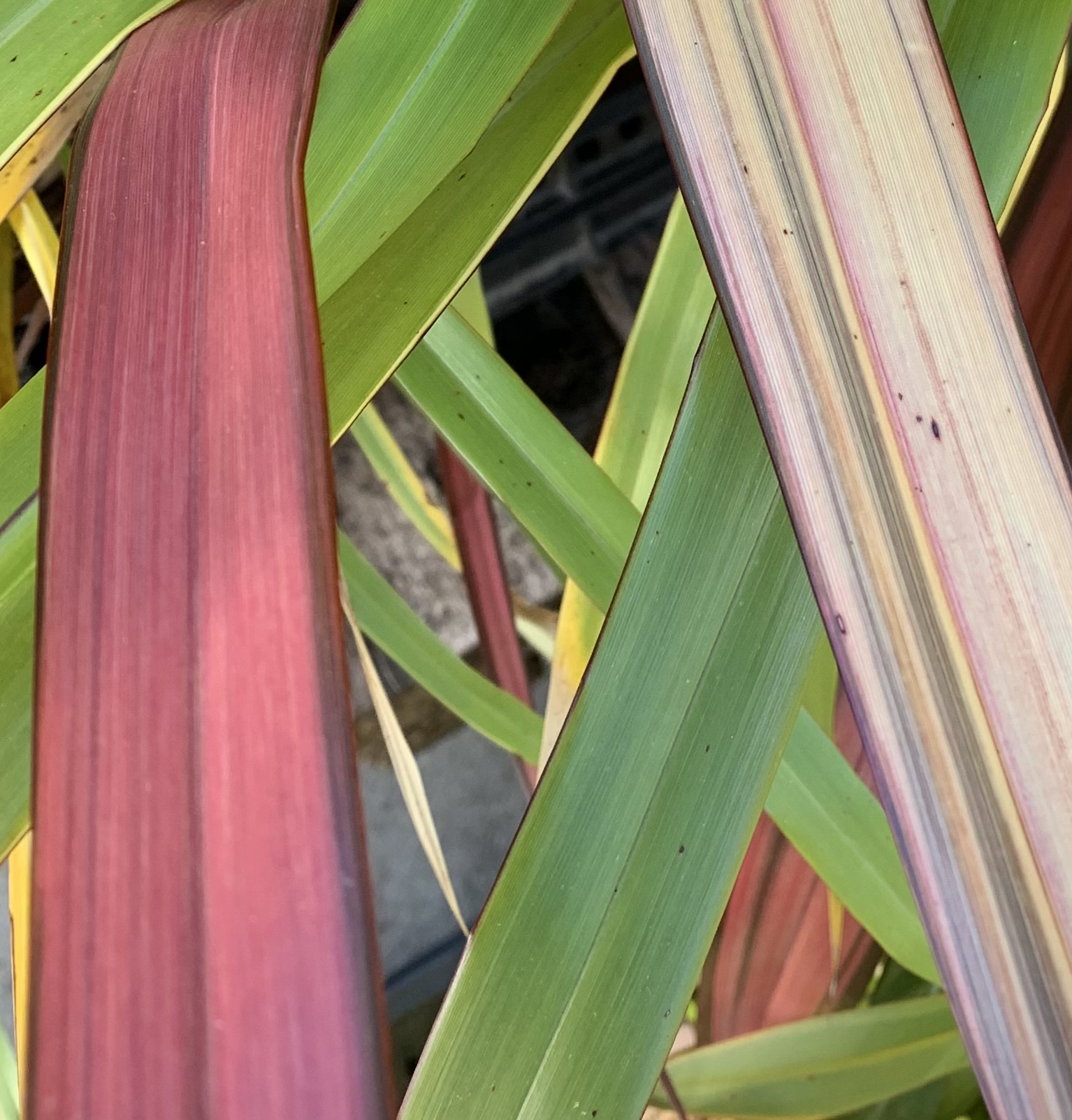 Phormium tenax New Hybrids