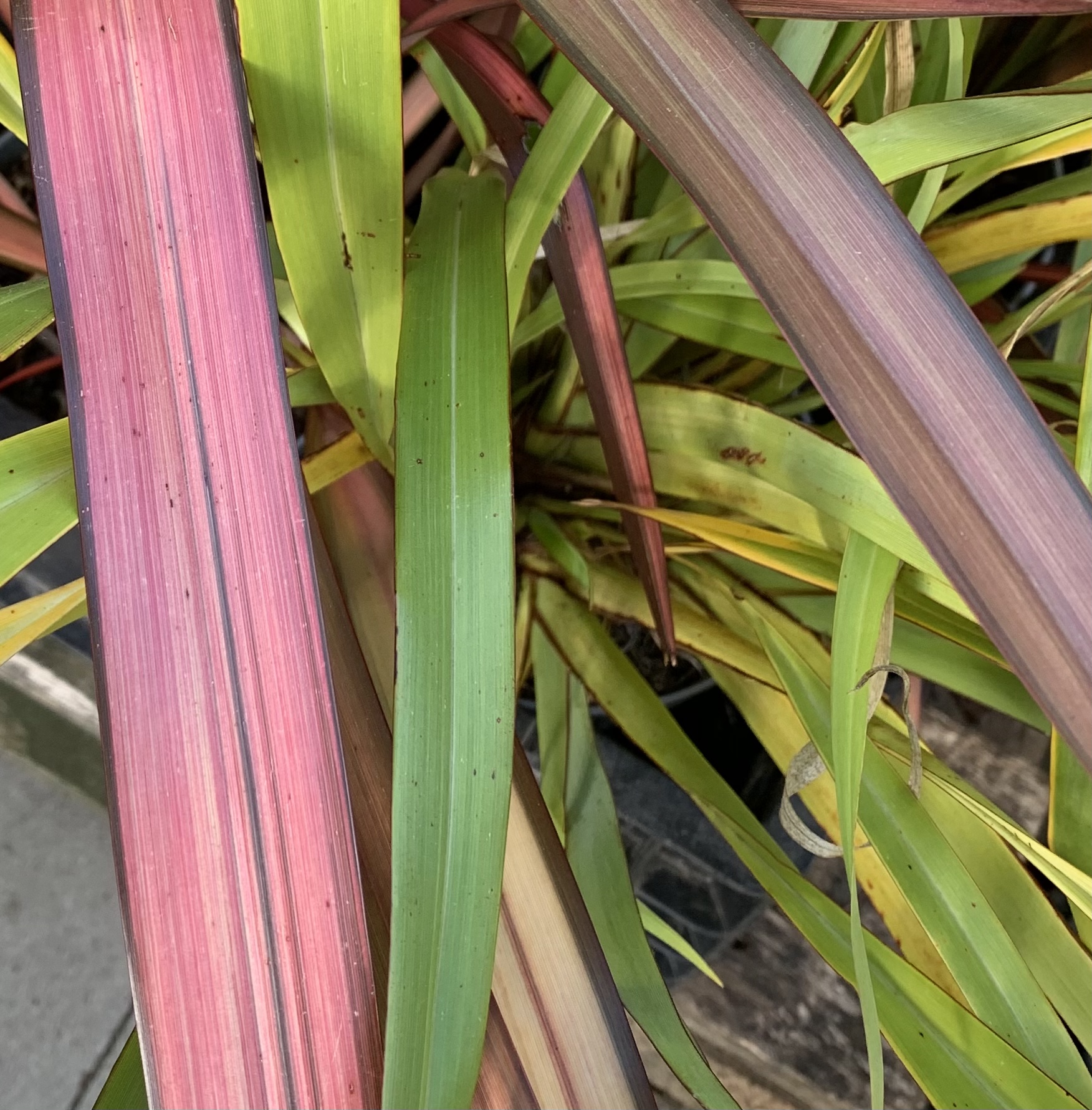 Phormium tenax New Hybrids