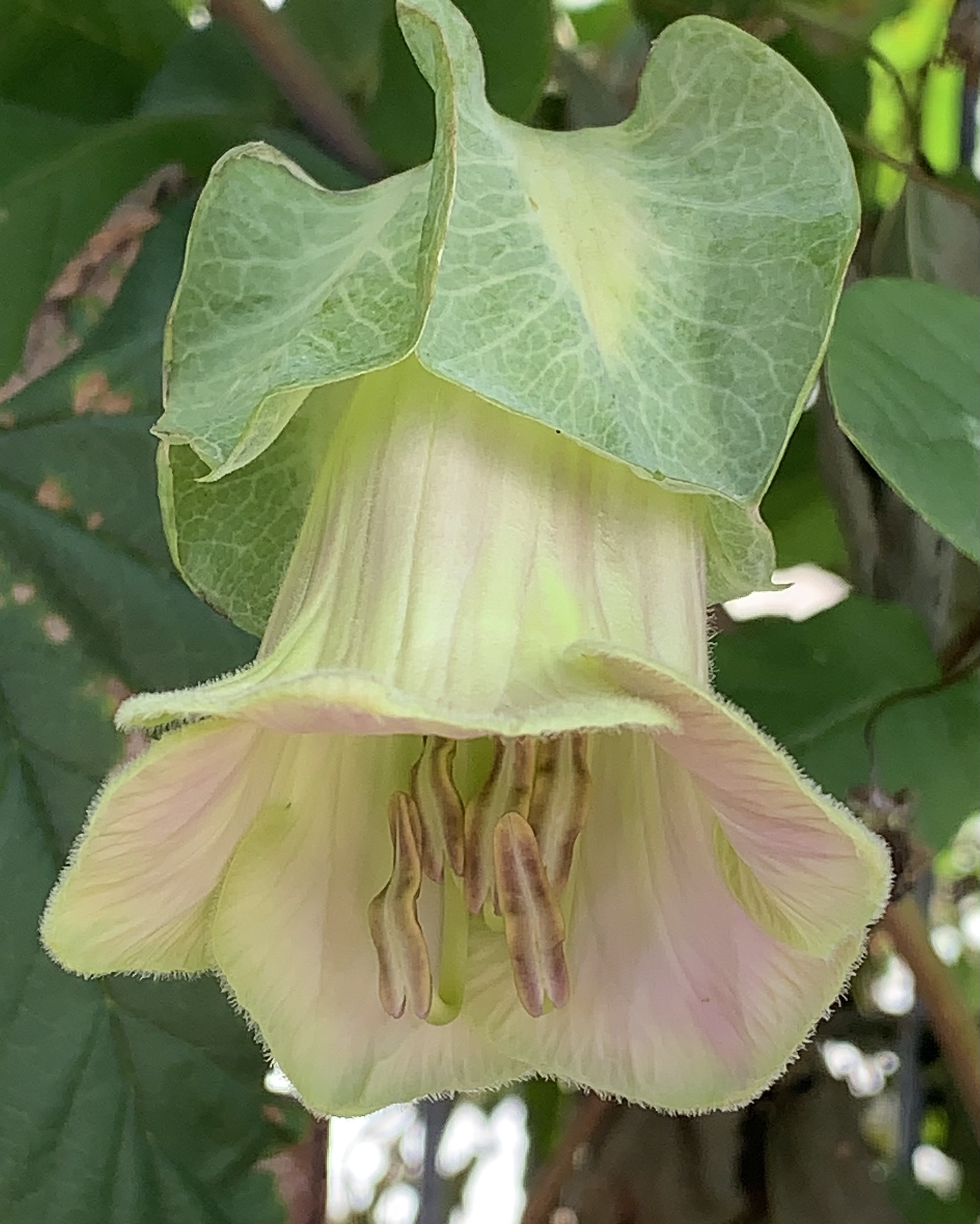 Cobea scandens