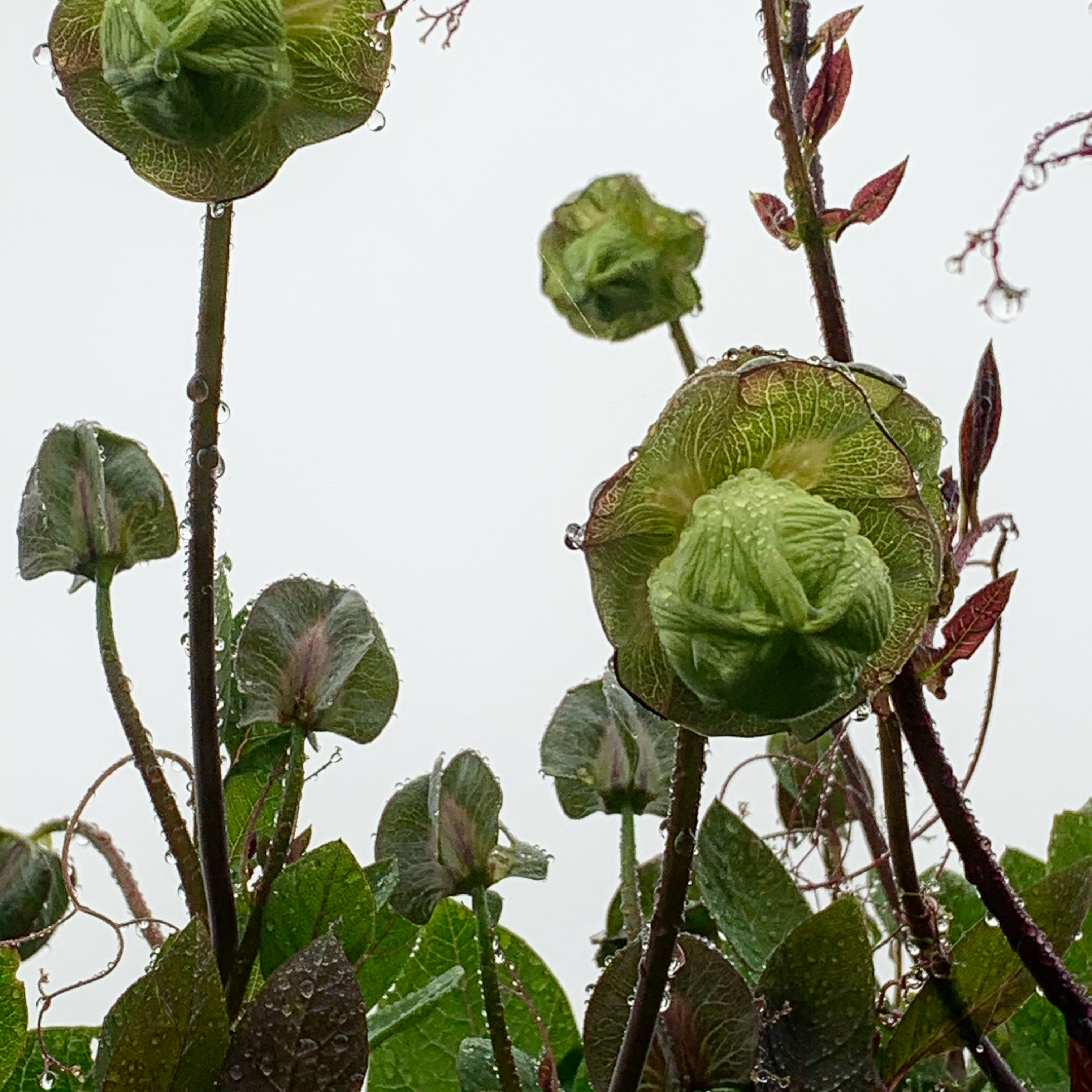 Cobea scandens