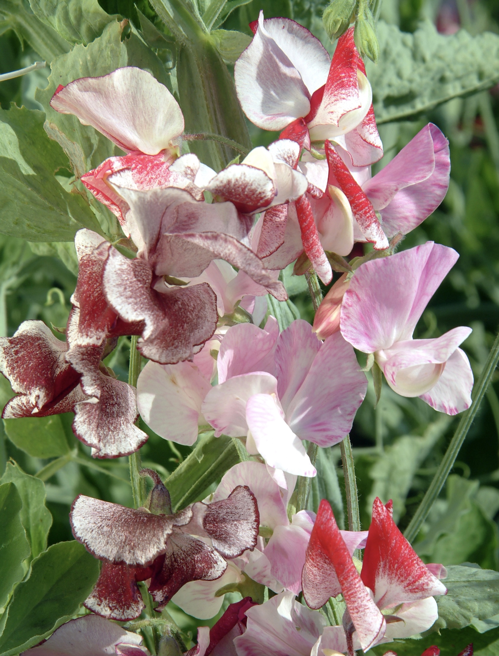 Lathyrus odoratus Ripple Mix