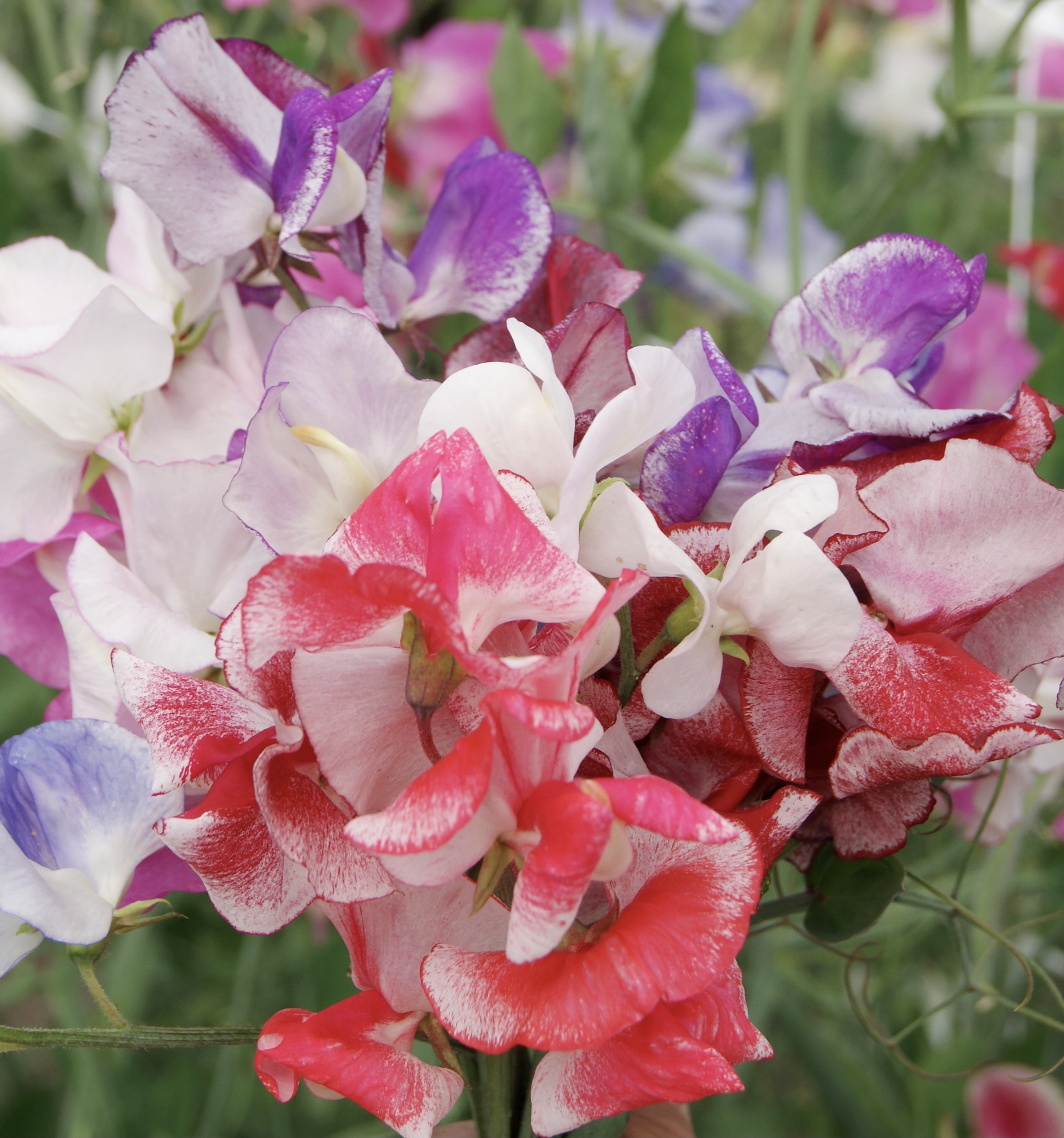 Lathyrus odoratus Ripple Mix