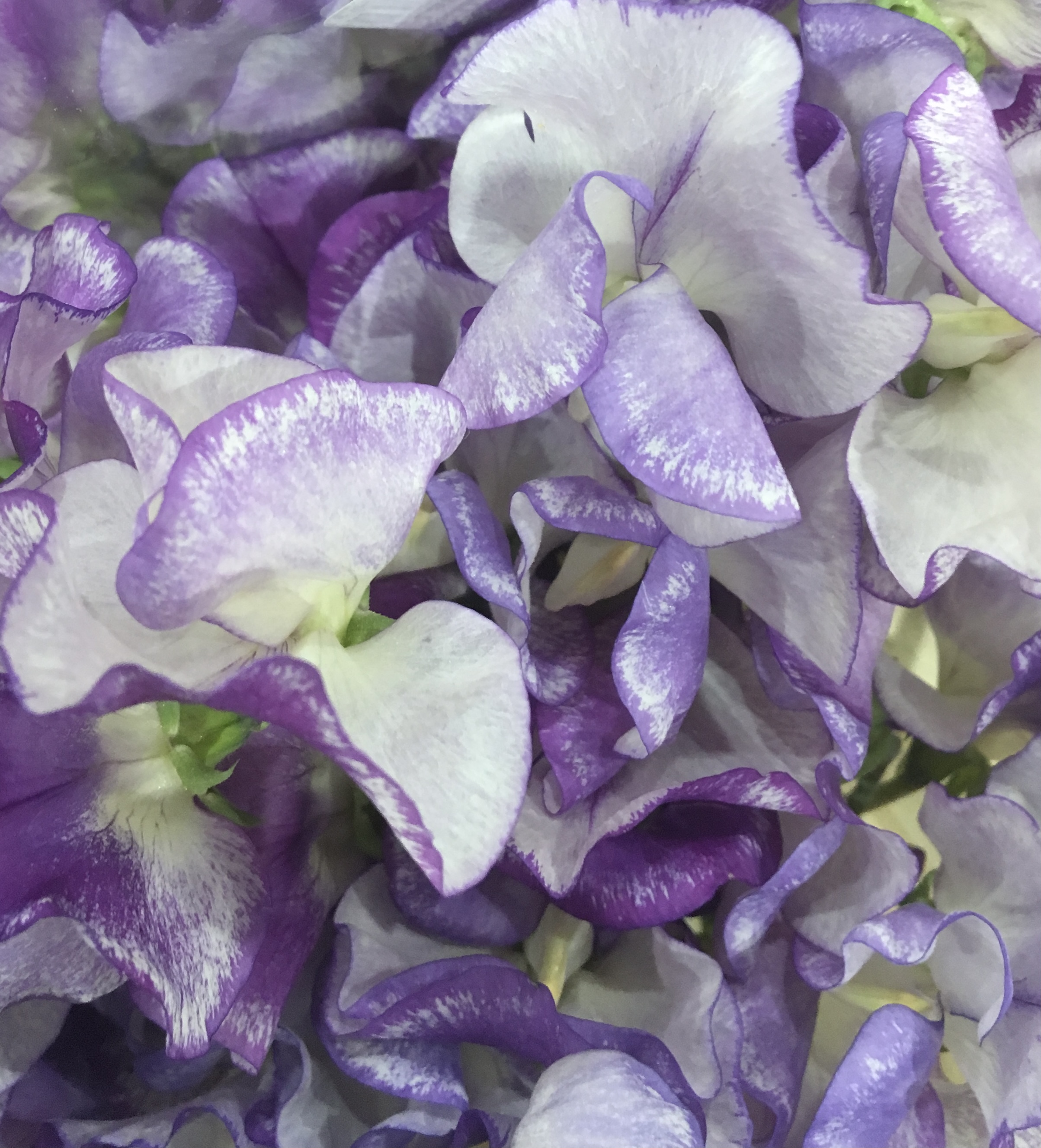 Lathyrus odoratus Ripple Mix