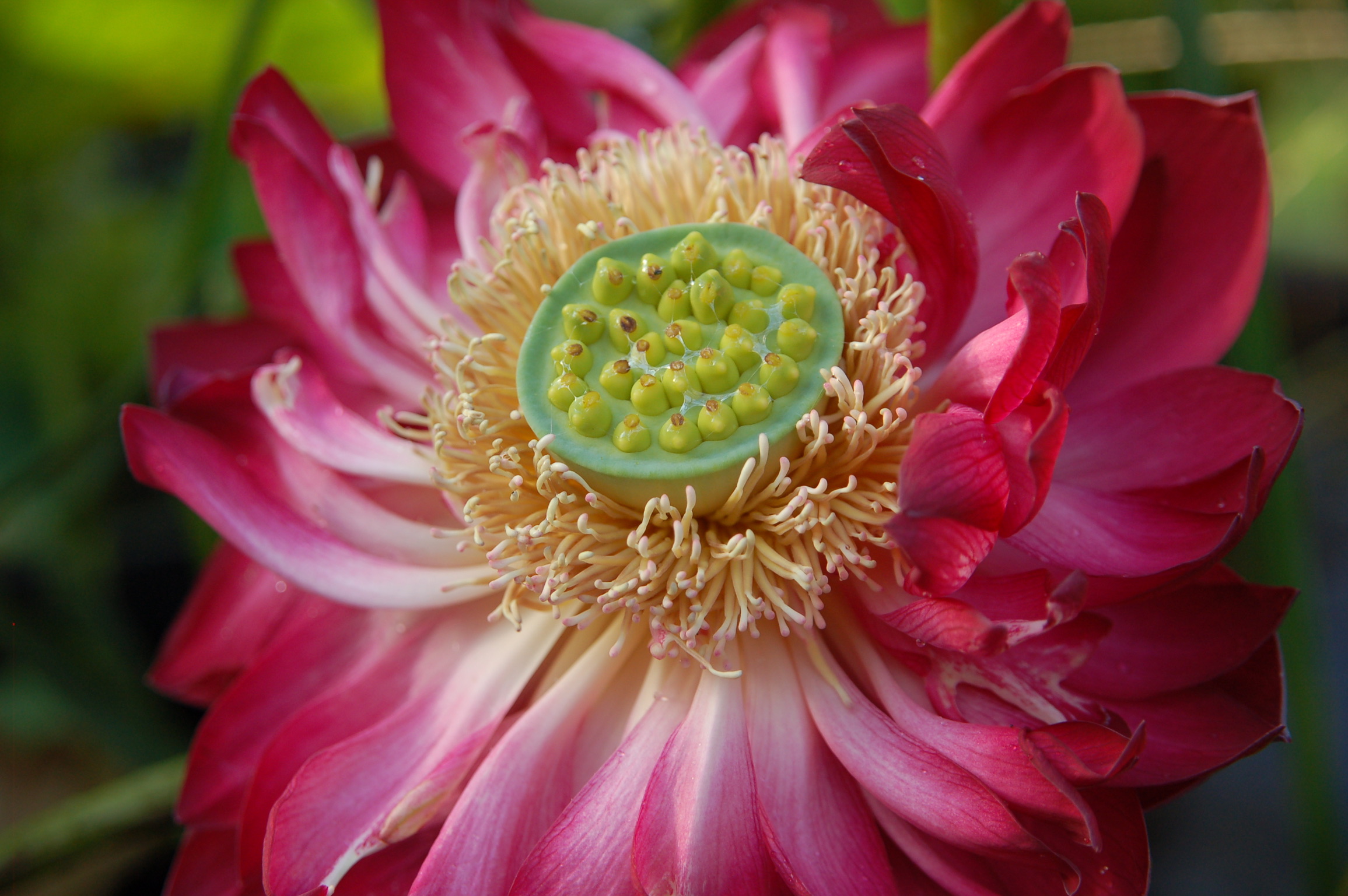 Nelumbo nucifera Bowl Lotus 