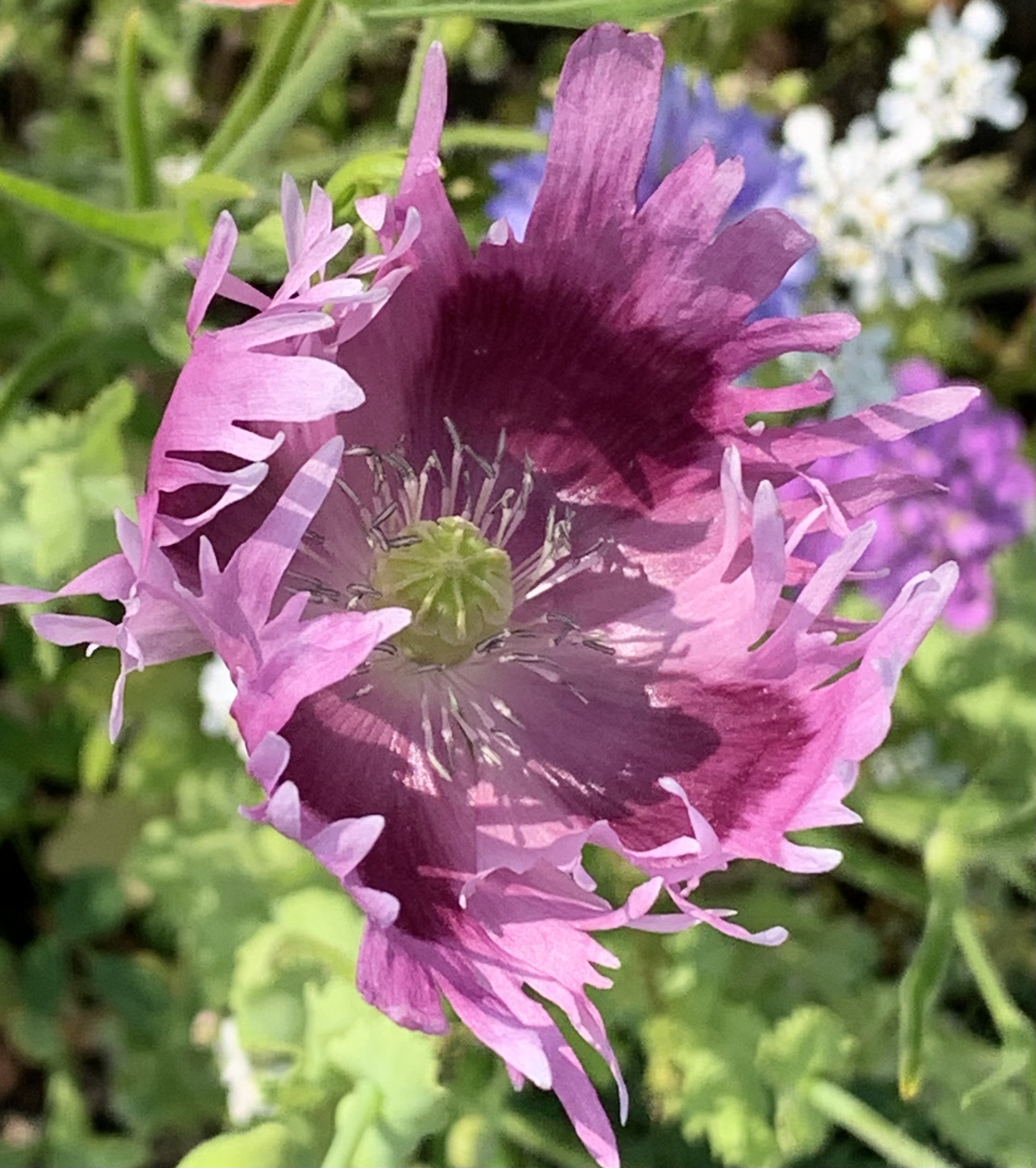 Papaver somniferum Laurens Grape