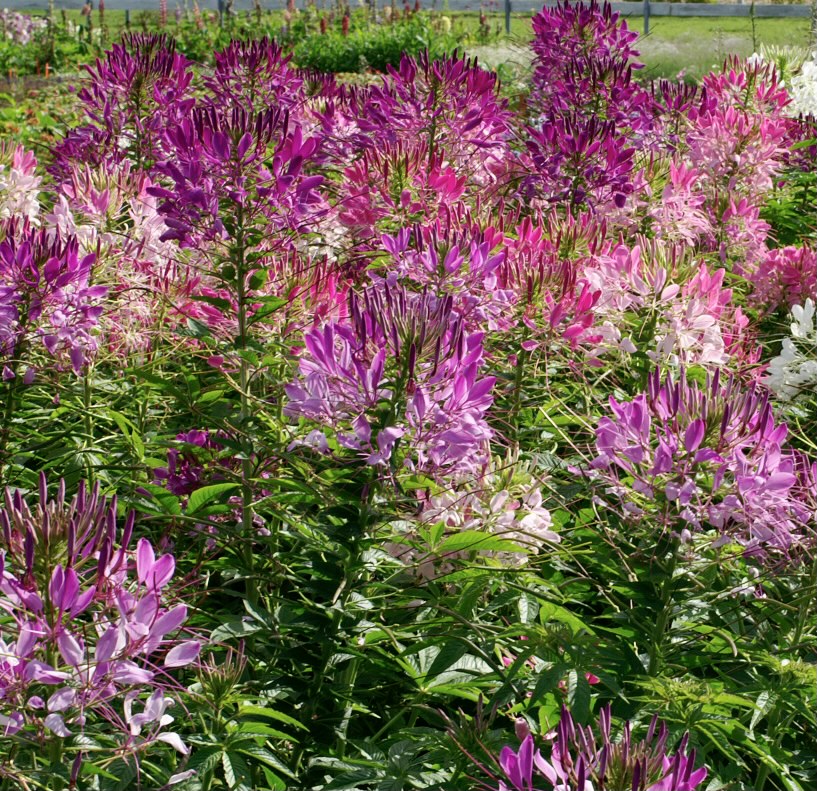 Cleome hassleriana Cherry Queen