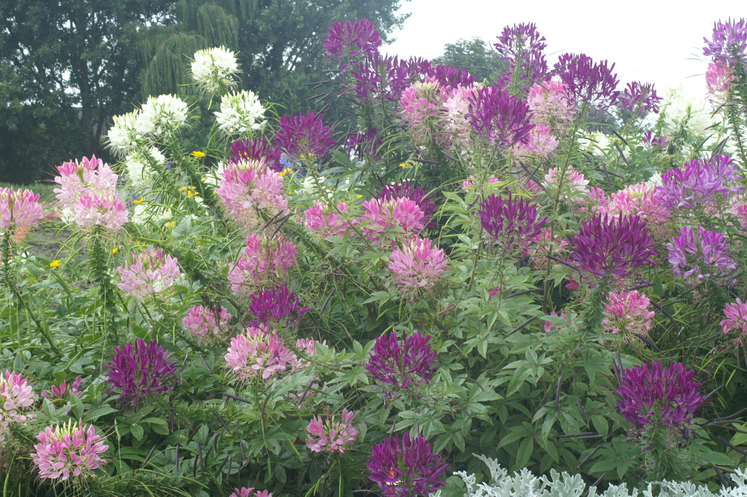 Cleome hassleriana White Queen