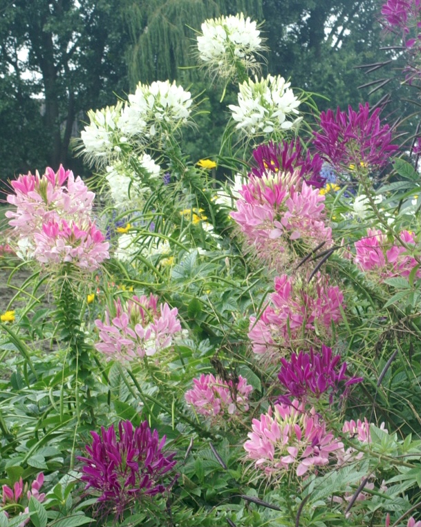 Cleome hassleriana White Queen
