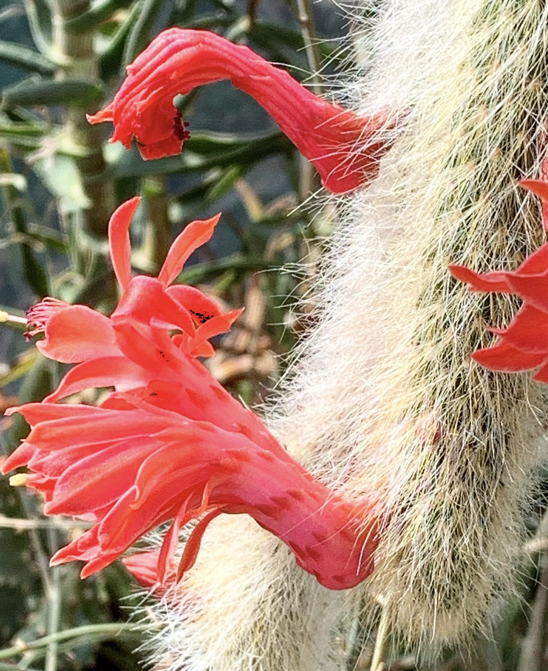 Hildewintera colademononis