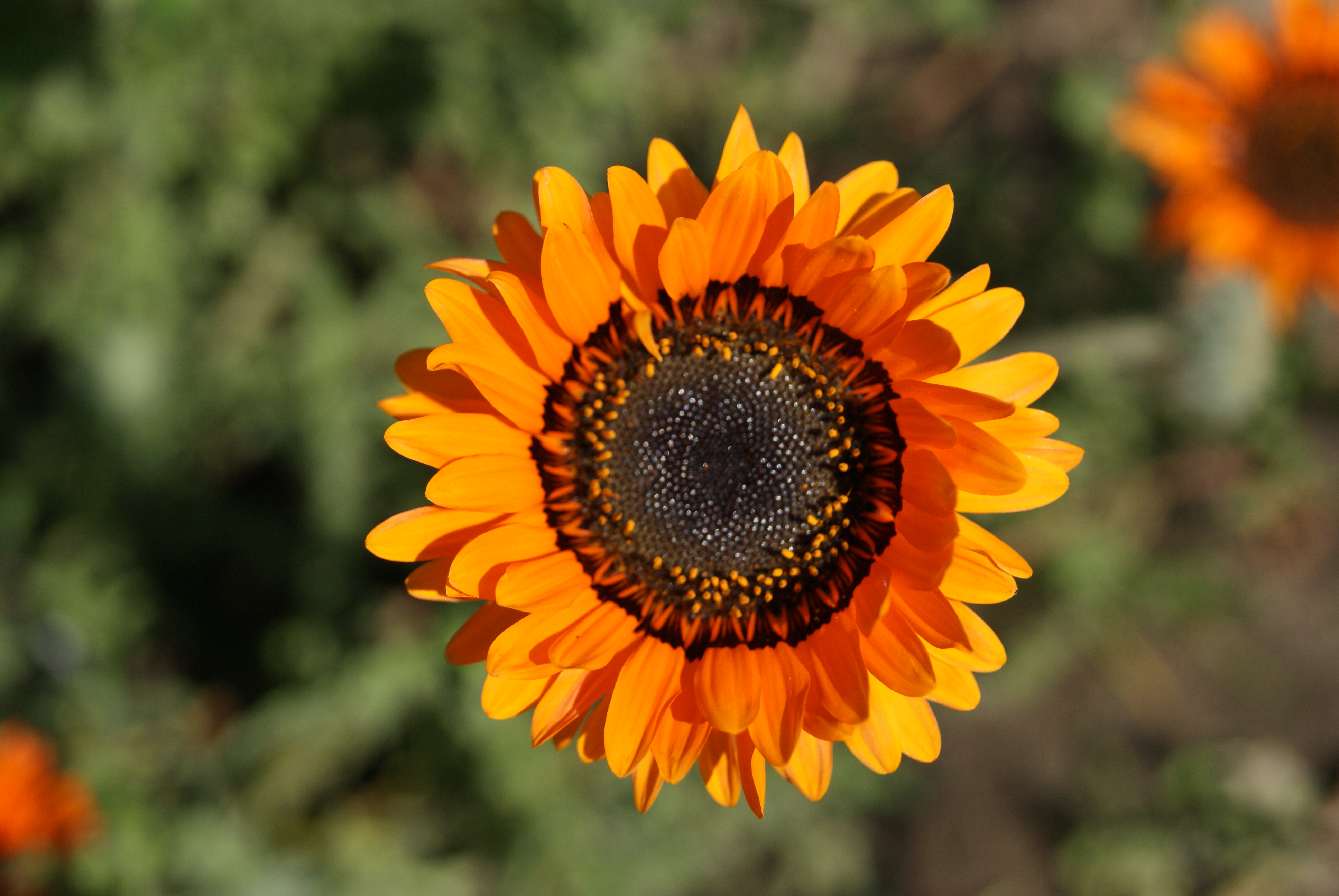 Venidium fastuosum mixed