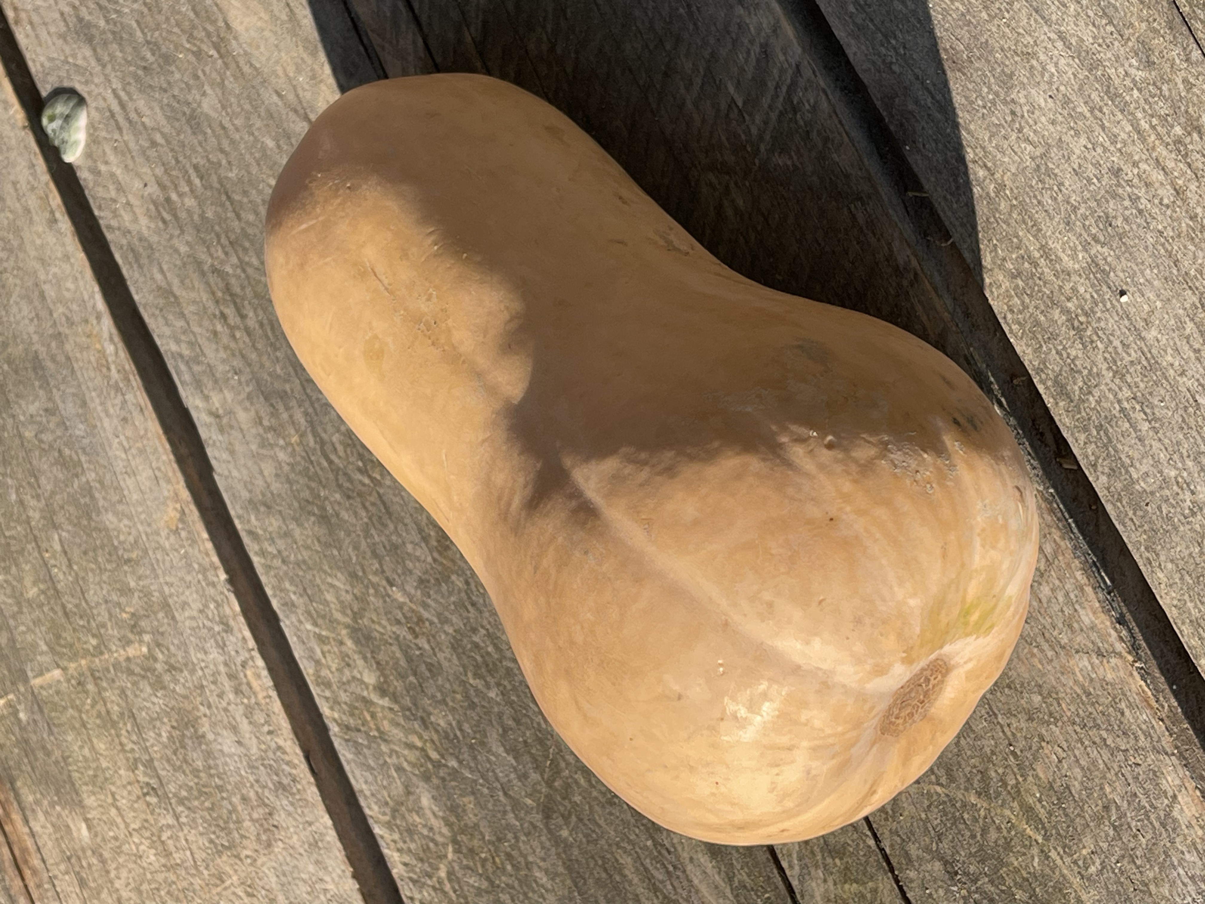 Cucurbita moschata Waldham Butternut