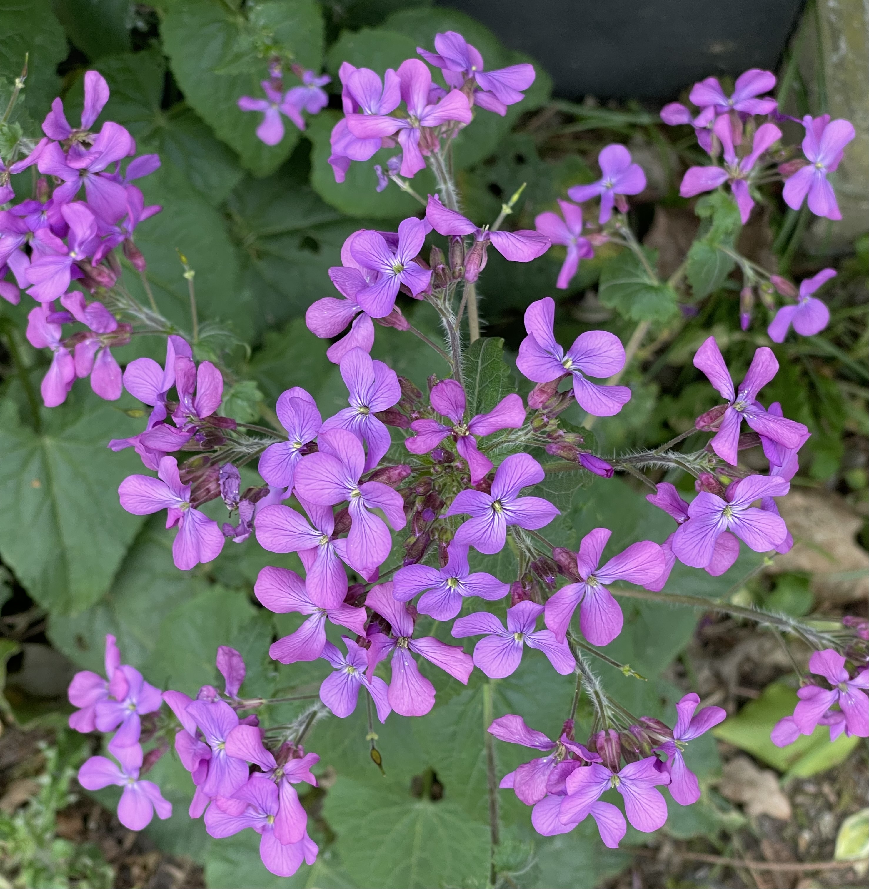 Lunaria annua 