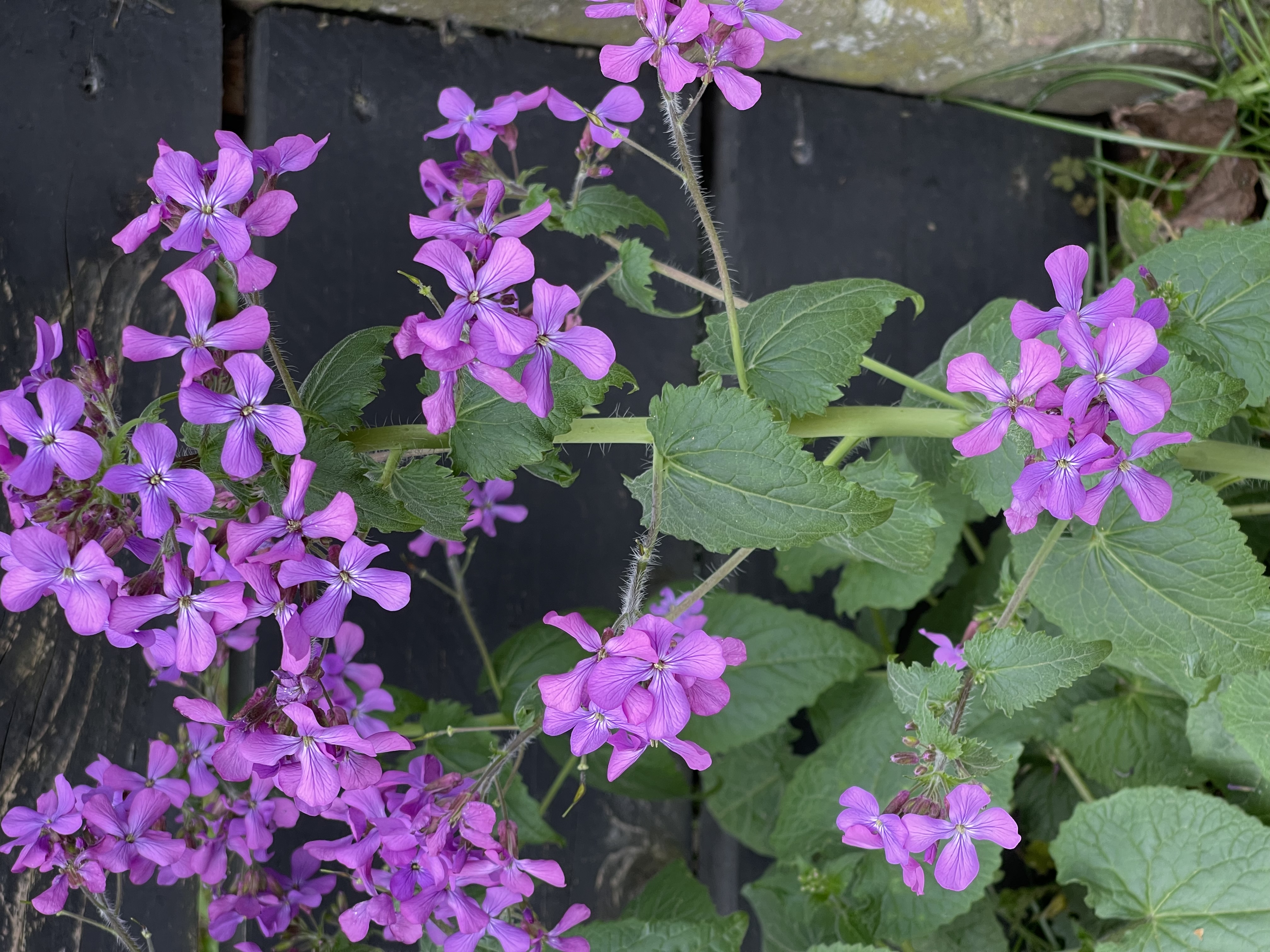 Lunaria annua 