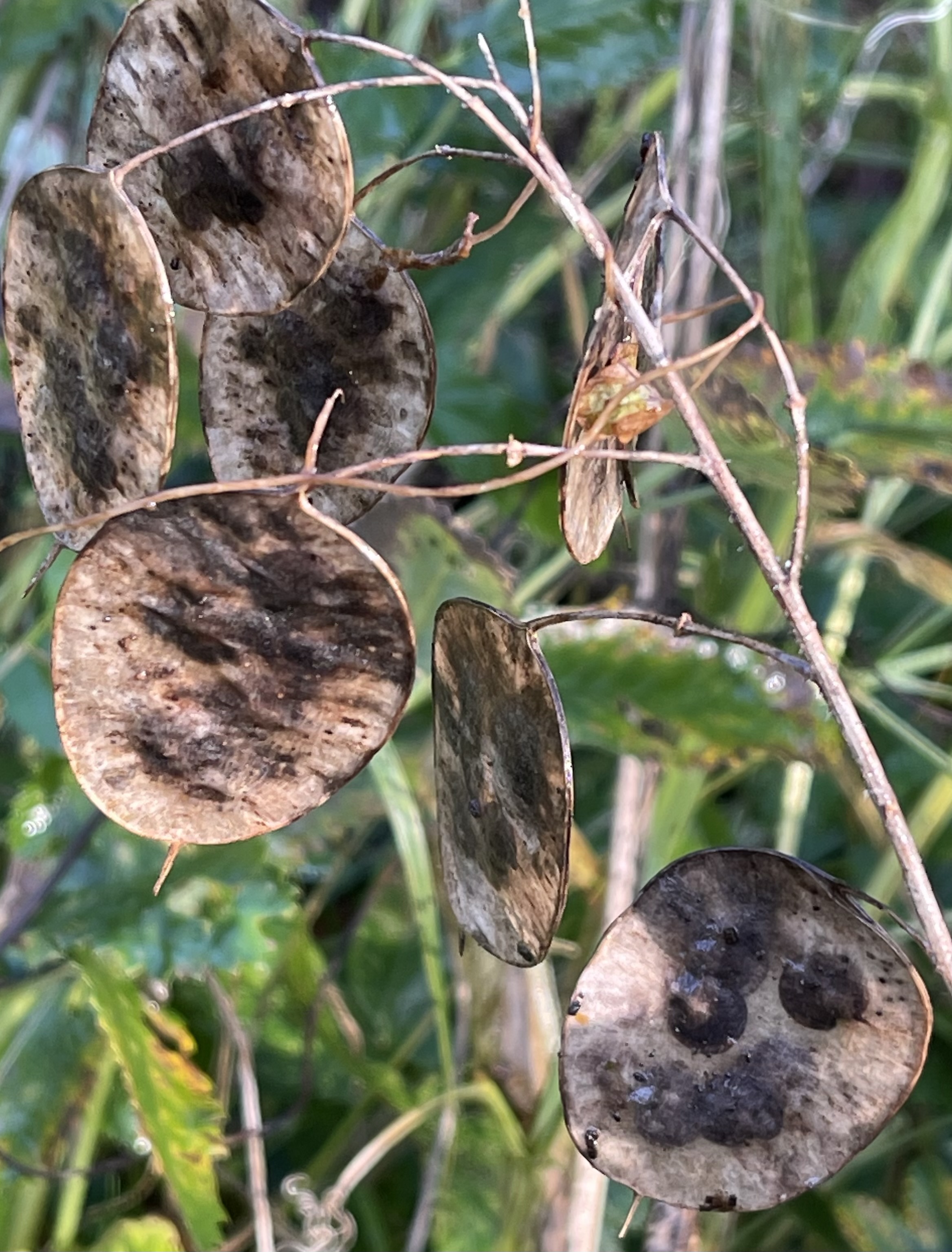 Lunaria annua witte vorm