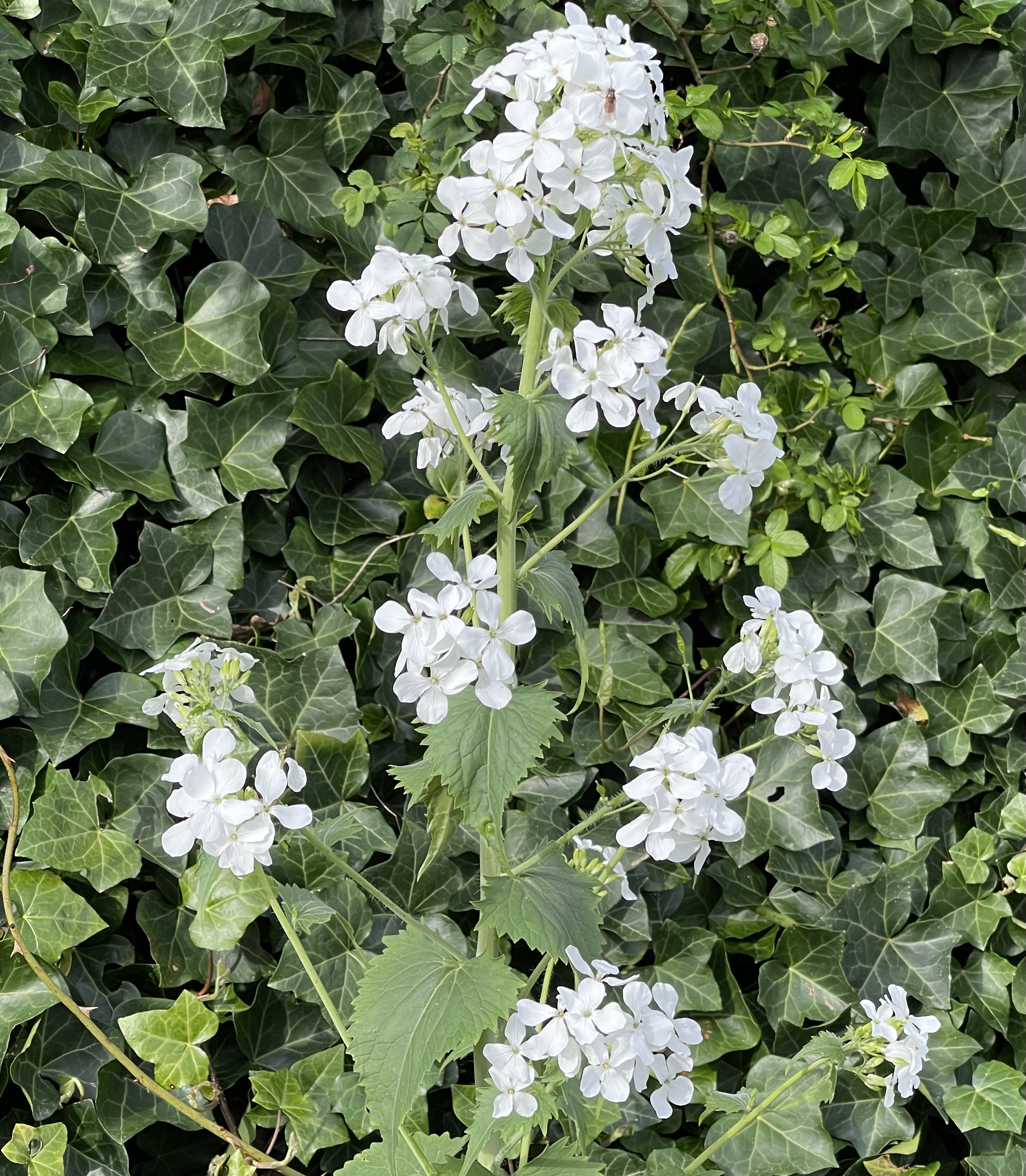 Lunaria annua witte vorm