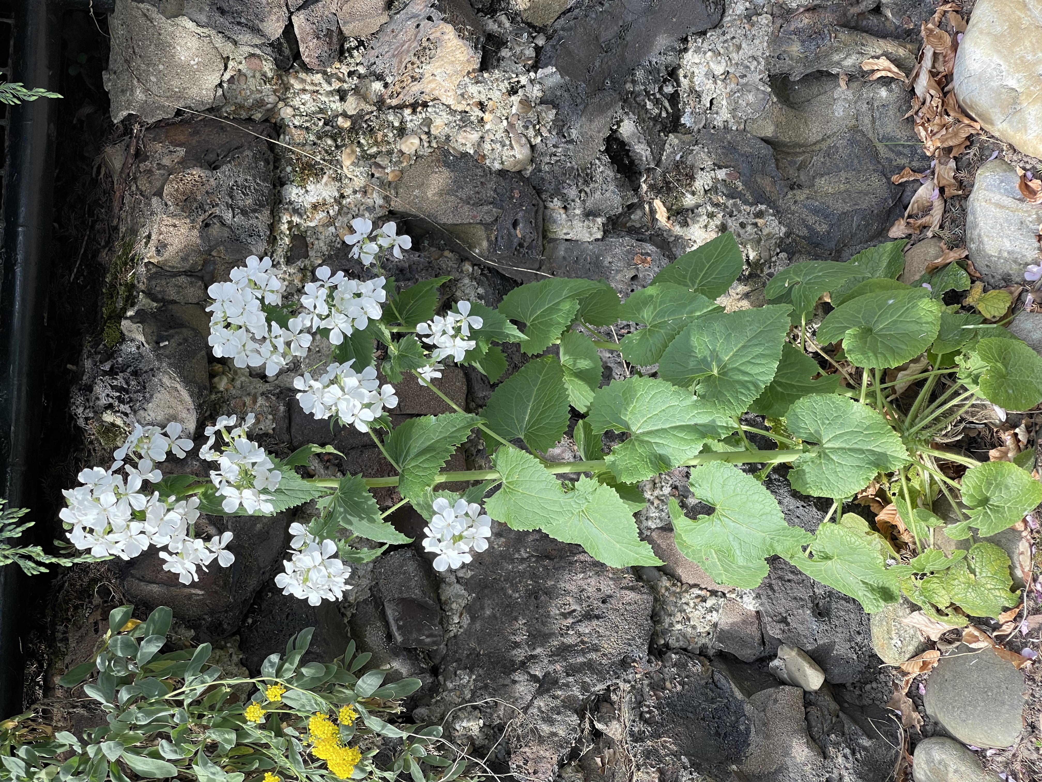 Lunaria annua witte vorm