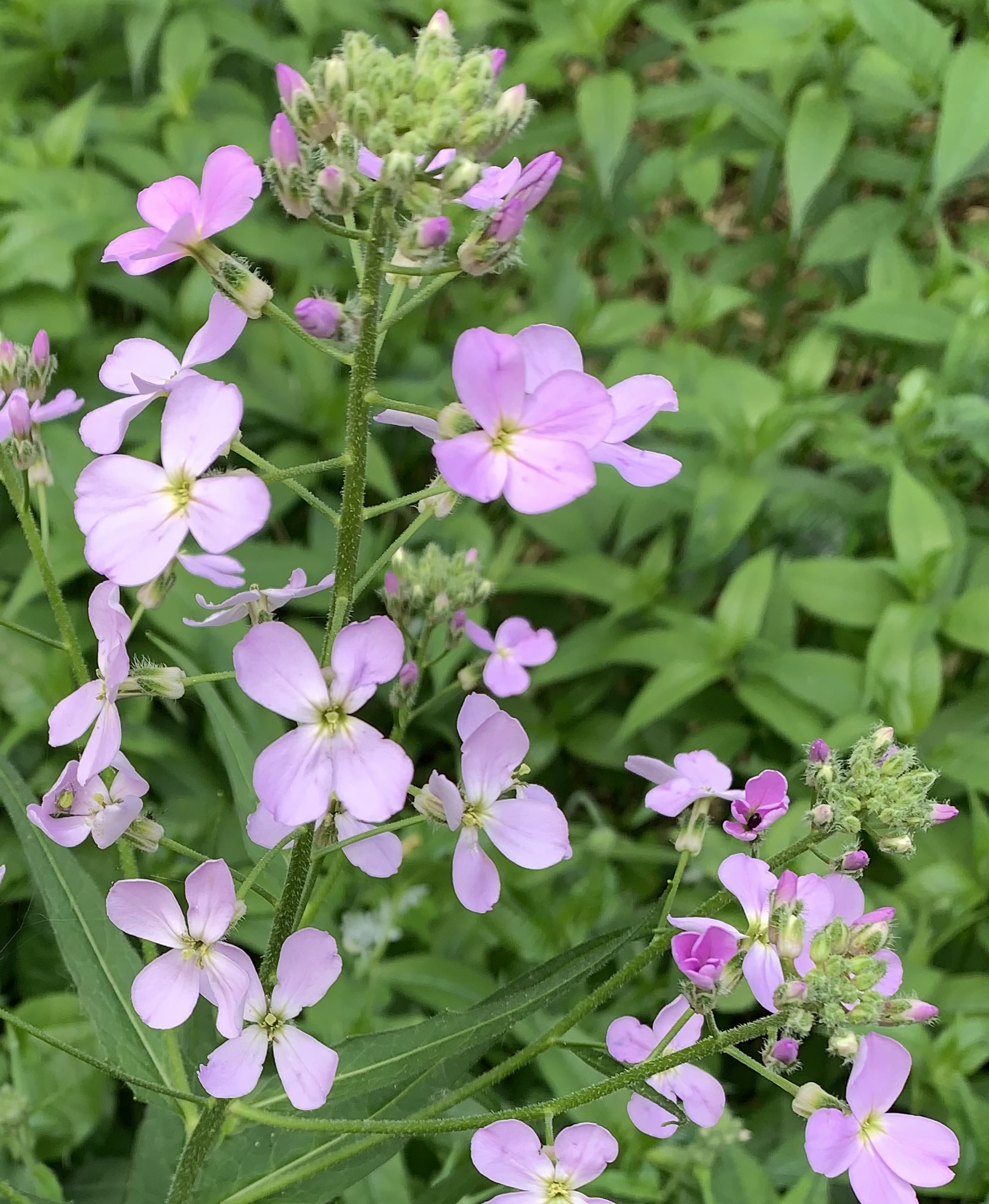 Hesperis matronalis